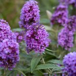 Květy buddleji davidovy (Buddleja davidii) v plném květu – fialová trvalka vhodná pro pěstování v české zahradě, lákající motýly a vonící po medu.