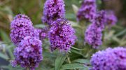 Květy buddleji davidovy (Buddleja davidii) v plném květu – fialová trvalka vhodná pro pěstování v české zahradě, lákající motýly a vonící po medu.