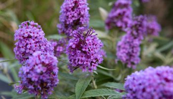 Květy buddleji davidovy (Buddleja davidii) v plném květu – fialová trvalka vhodná pro pěstování v české zahradě, lákající motýly a vonící po medu.