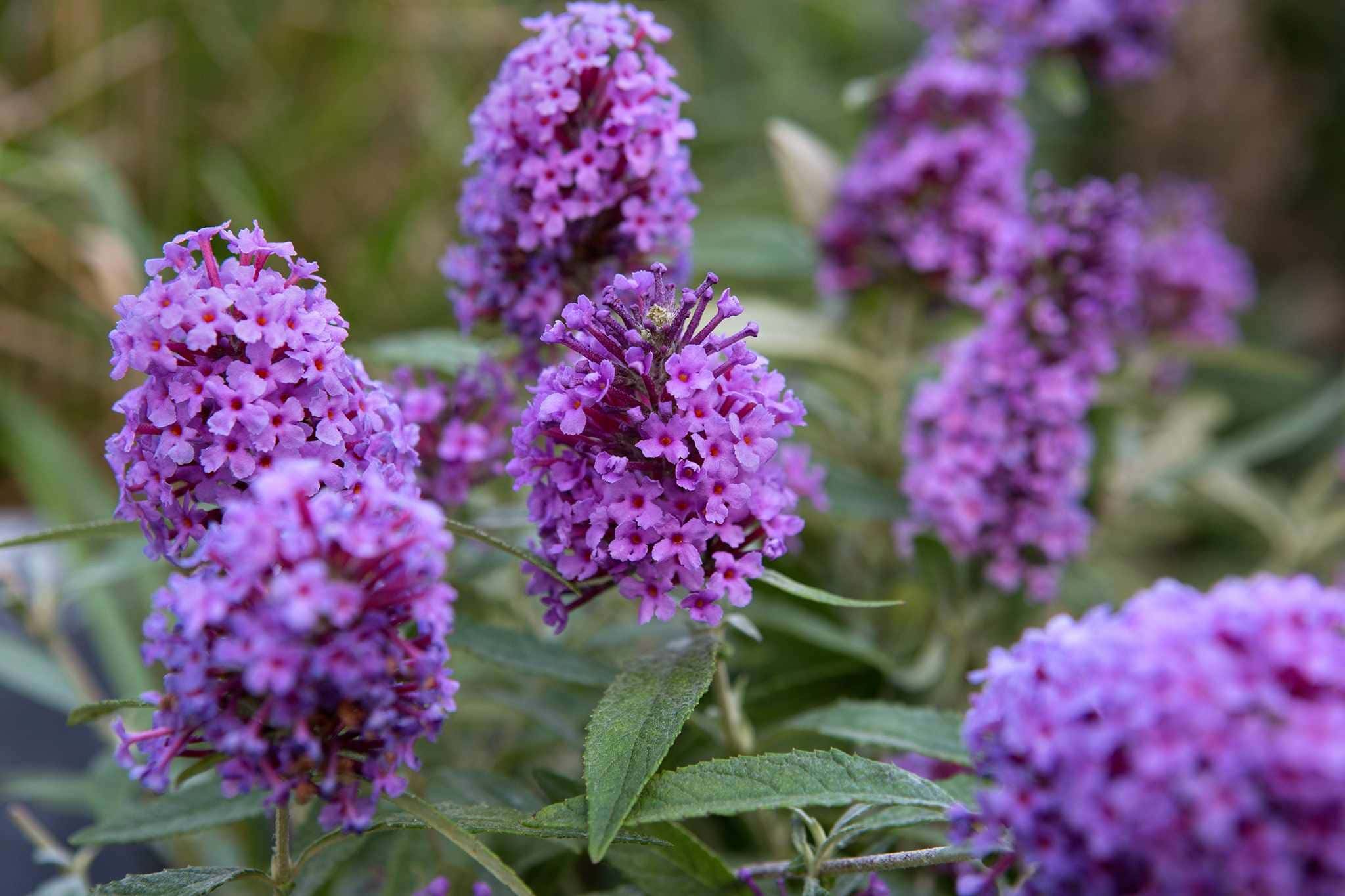Květy buddleji davidovy (Buddleja davidii) v plném květu – fialová trvalka vhodná pro pěstování v české zahradě, lákající motýly a vonící po medu.