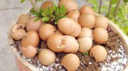 Vaječné skořápky v květináči jako přírodní hnojivo pro rostliny – ukázka využití skořápek v zahradničení“