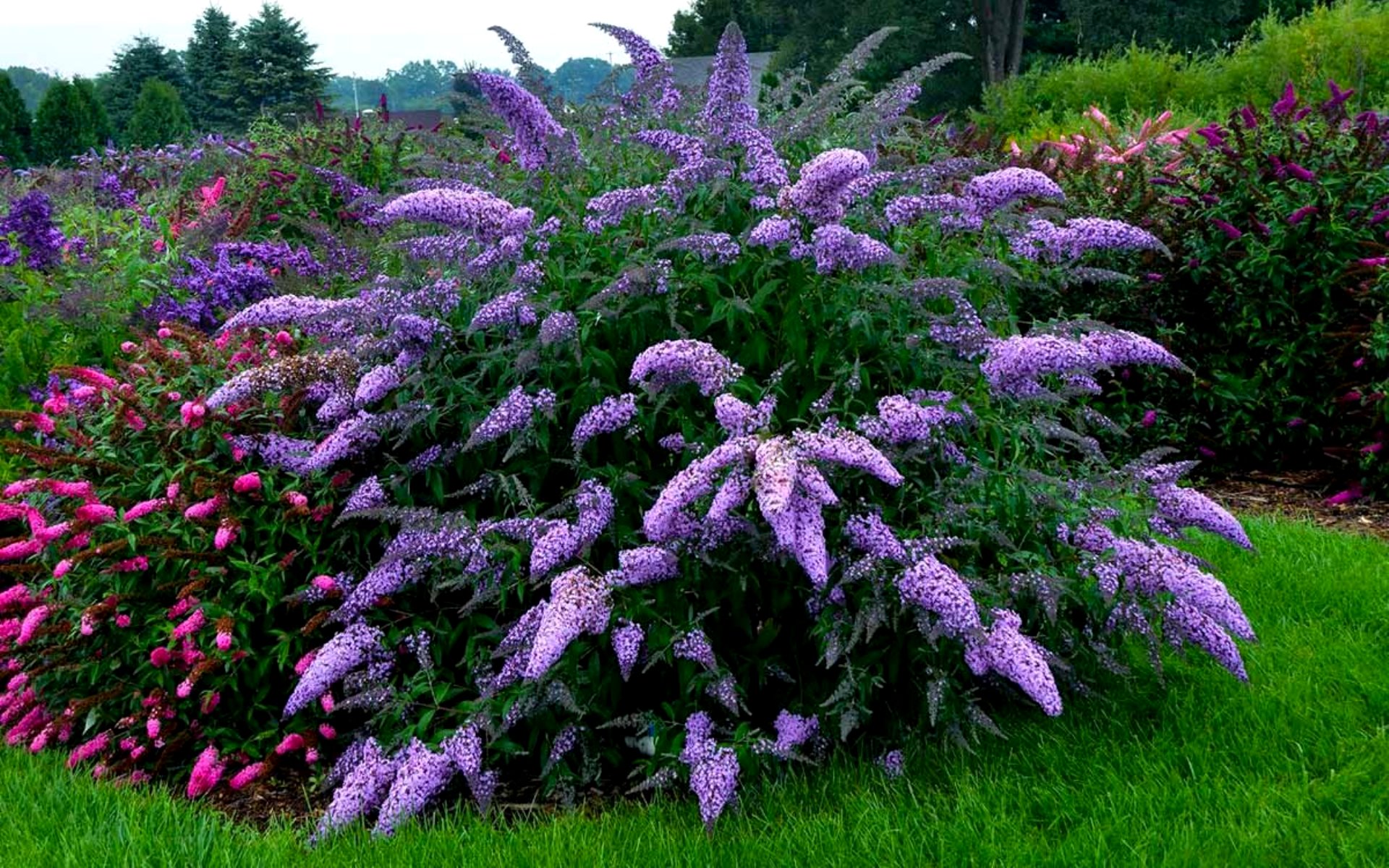 Fialově kvetoucí motýlí keř (buddleja davidii) v zahradě – bohaté kvetení až do mrazů, oblíbený keř pro české zahrady