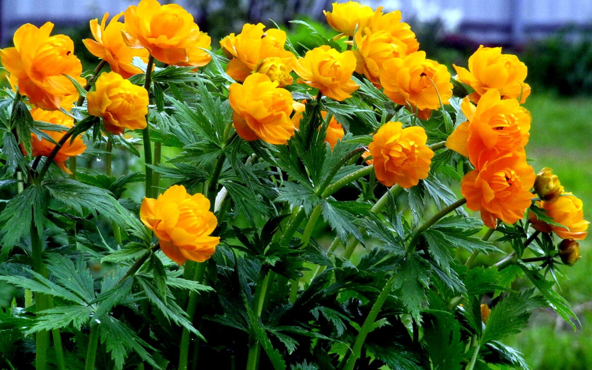 Kvetoucí upolín (Trollius) s oranžovými květy na zahradě během června