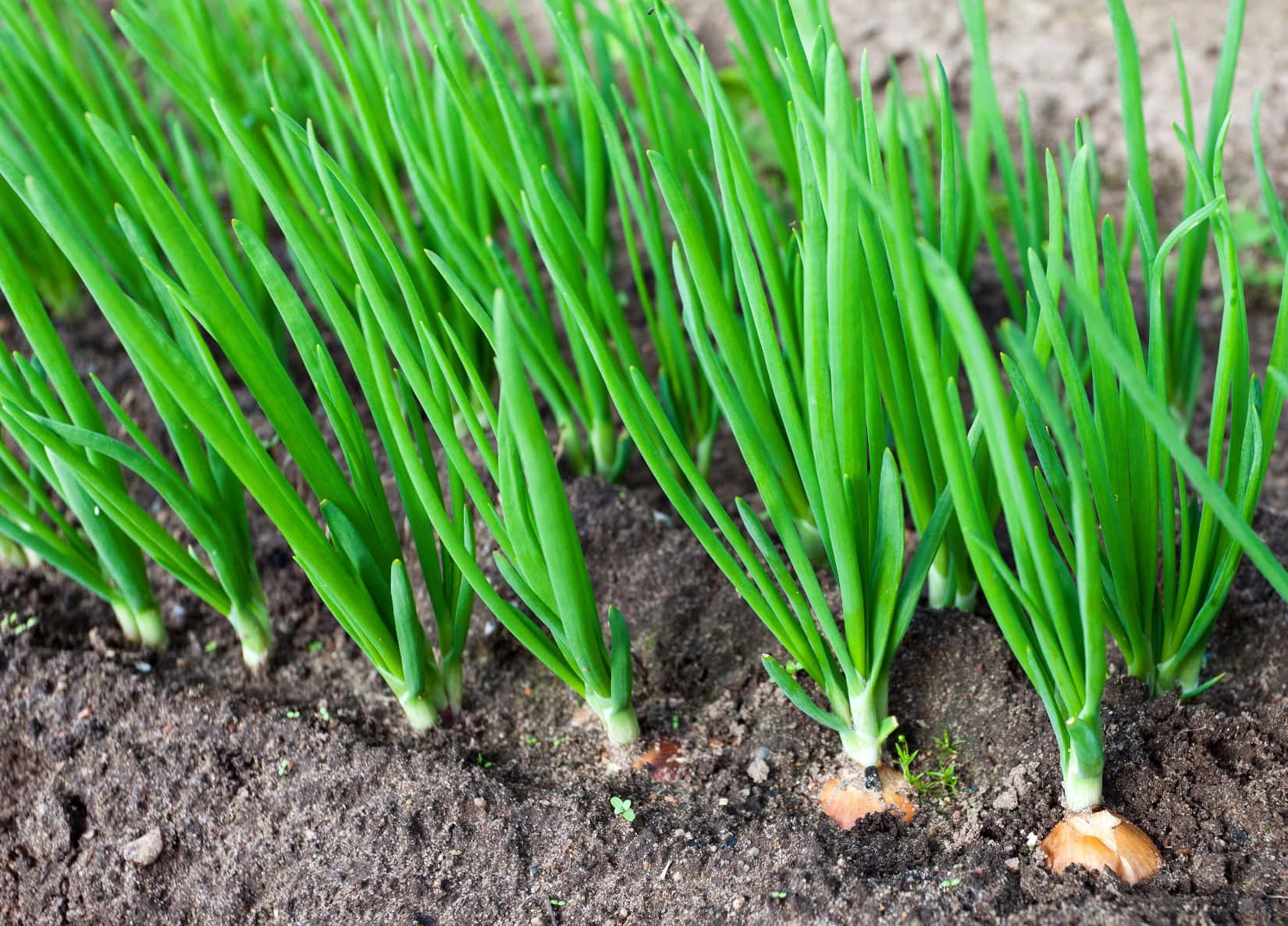 Zdravé zelené listy cibule rostoucí v řádcích na zahradě