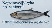 Celý sleď na světlém pozadí s textem „Nejzdravější ryba pro seniory? Odborníci doporučují obyčejného sledě
