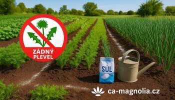 Odstranění plevele solí v zahradě – bez chemie.